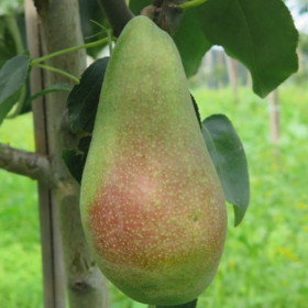 Яковлевская 1шт/сетка  Поиск