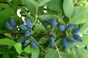 Лазурная 1 шт Поиск