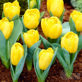 Йеллоу Бейби 10/11 (2й эффект) 10шт