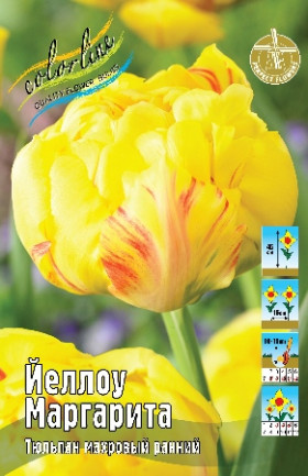 Йеллоу Маргарита 11/12 (махр.ранн.) 7шт