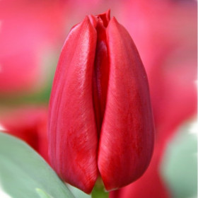 Карри 11/12 (триумф) 7шт