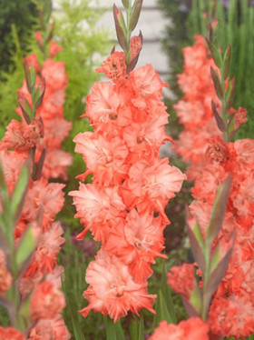 Харьков (Гофр) 12/14 7шт