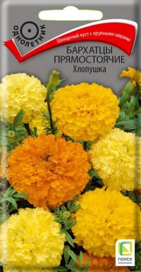 Хлопушка прямостячие Ц(Поиск)