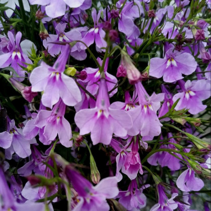 Лобелия  (1000шт) Палас Вайт прямостоячая