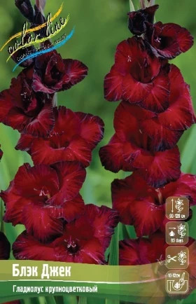 Блэк Джек 12/14 7шт