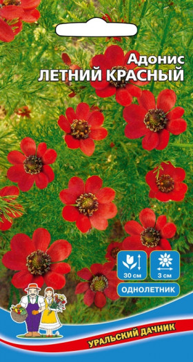 Летний Красный Ц(УД)