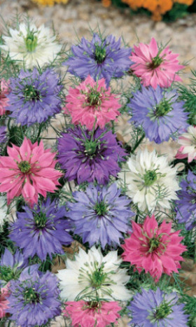 Домасская Смесь Окрасок Ц(УД) Новинка!!!