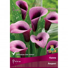 Акцент 1шт поиск