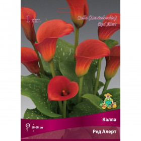 Ред Алерт 1шт Поиск