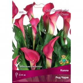 Ред Чарм 1шт Поиск