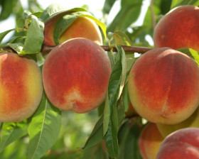 Юбилей столицы Колонновидный Сетка