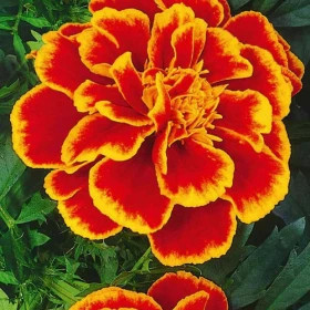 Бархатцы Ред черри откл Plantit