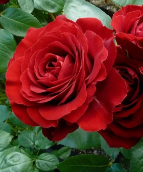 Хартс (ЗКС) ЖИЛЯК