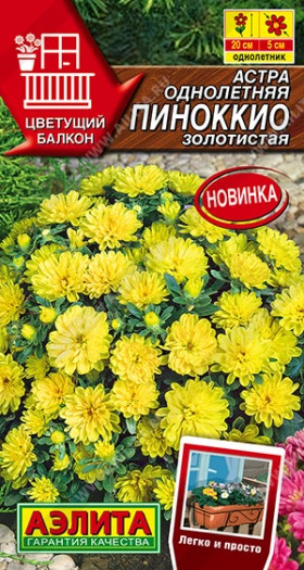 Пиноккио золотистая Ц(А)