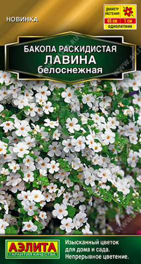 Лавина белоснежная раскидистая Ц(А)