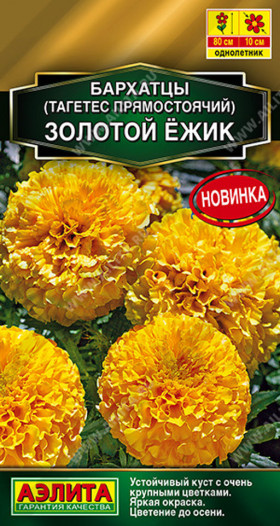 Золотой ежик прямостоячие Ц(А)