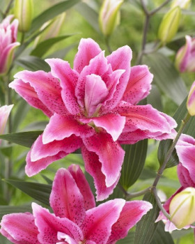 Roselily Дориа (вост.махр) 5шт