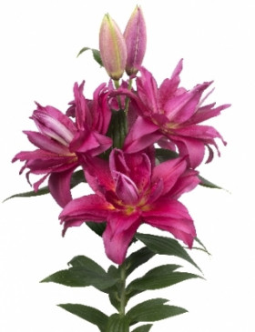 Roselily Флоретта (вост.махр) 5шт