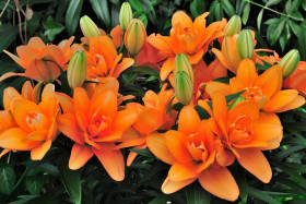 Тайни Дабл Датч (аз.низк) 7шт