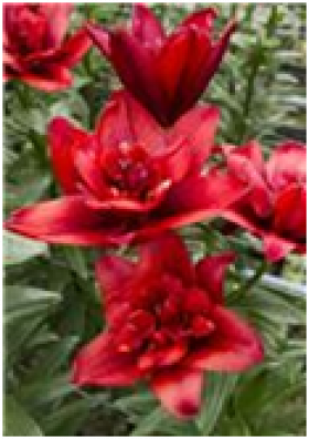 Канари Варф (аз.махр.) 5шт.