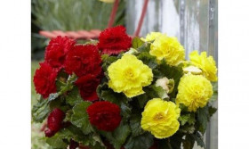 Микс № 1 (желт.+ красн.) 2шт