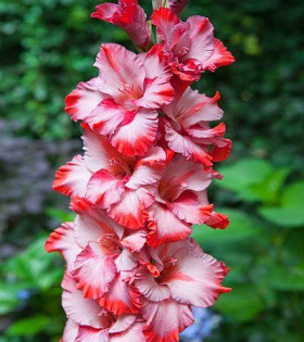 Грэйхаунд 10/12 8шт