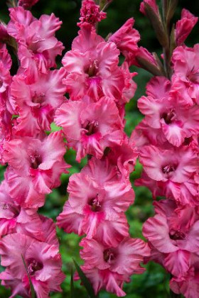 Кингстон Фриззлс (Гофр) 8шт