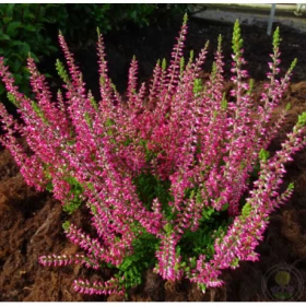 Франка, р-р P11