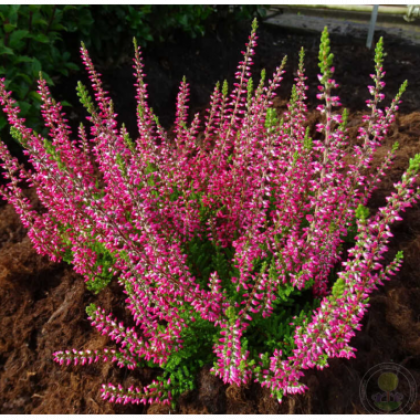 Франка, р-р P11