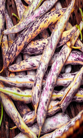 Египетская сила сахарная Ц(УД)