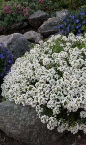 Снежный Ковер Ц(УД)