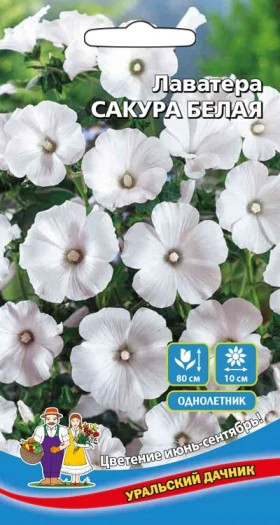 Сакура белая Ц(УД)