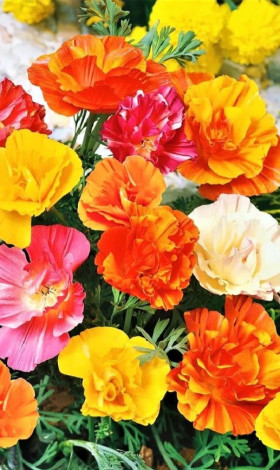 Калифорнийский маки Ц(УД)