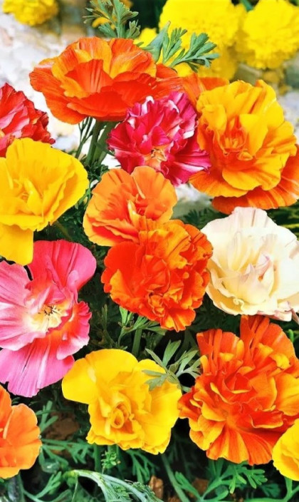 Калифорнийский маки Ц(УД)