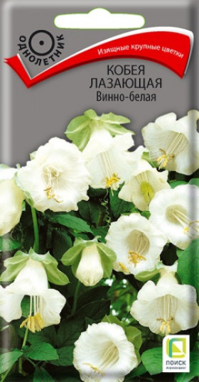 Винно-белая лазающая Ц(Поиск)