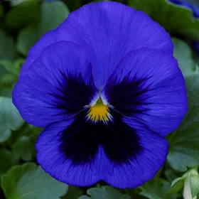 Виола Маммот (100шт) Блу-ти-фул крупноцветковая