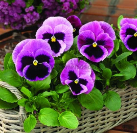 Виола Маммот (100шт) Пинк Берри крупноцветковая