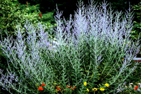 Лейси Блю 1шт