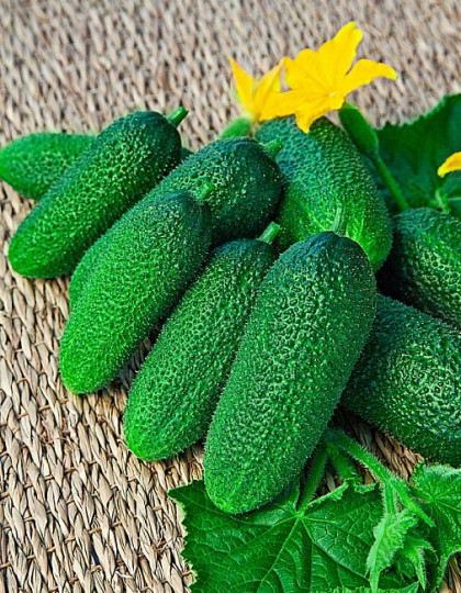 Адам 5шт /Элитные семена