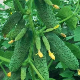 Ратник 5шт /Элитные семена