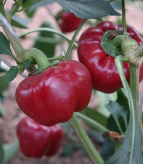 Притавит 7шт /Элитные семена