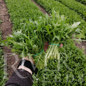 Рукола Савонна 0,5гр /Элитные семена