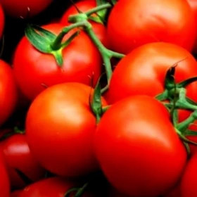 Полфаст 10шт /Элитные семена