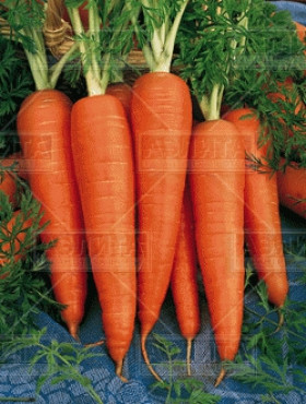 Шантенэ Роял Ц(А)-лента