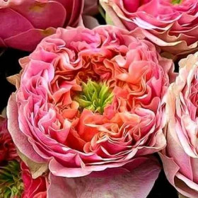 Пинк Ай (ЗКС) ЖИЛЯК