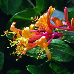 Американ Бьюти (оранжево-красная) +