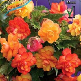 Ампельная Голден Бэлкони 3шт