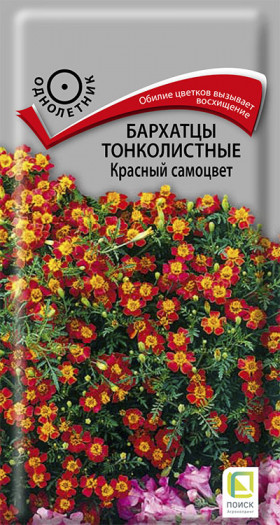 Красный Самоцвет тонколистный Ц(Поиск)
