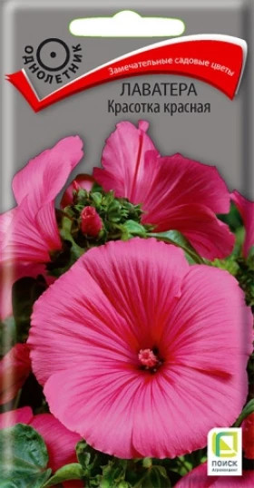 Красотка красная Ц(Поиск)