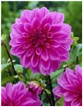 Лилак Тайм 1шт.